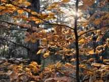 vivo X200 Ultra、アソート - 85mm、f/2.3、ISO 467、1/100秒（4080x3072ピクセル） - News 25 12 私のトップ5 Ivanレビュー